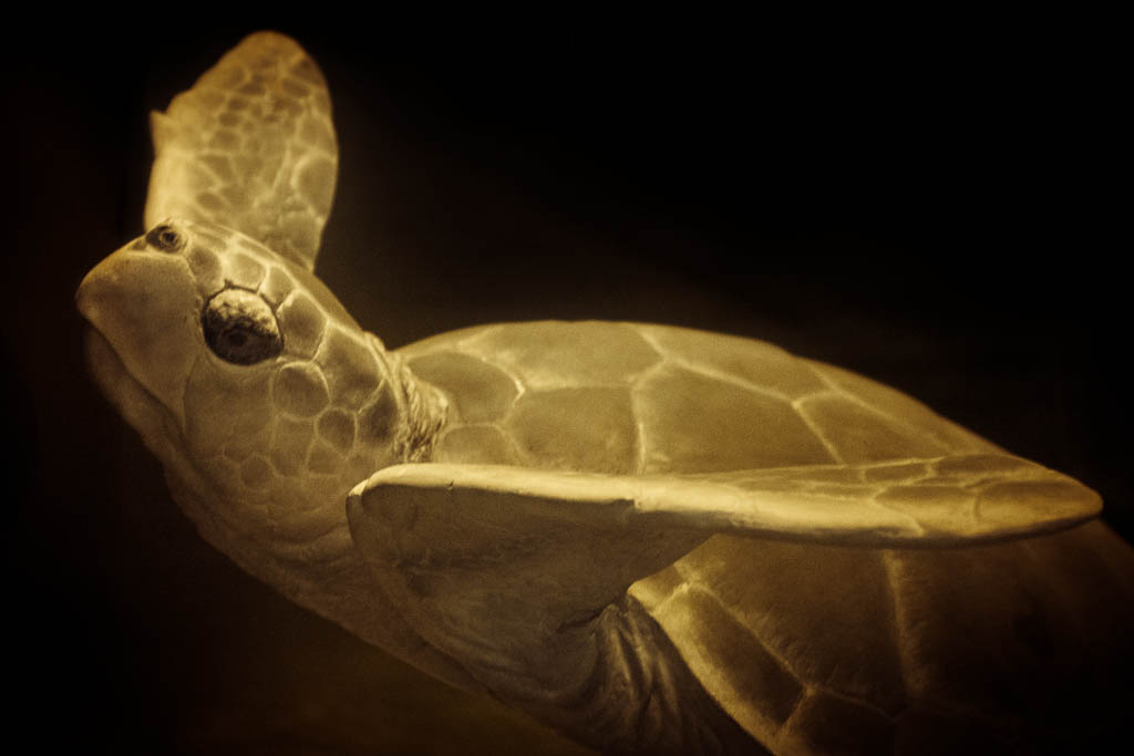 Sea Turtle - Last of its Kind Andrea Wolff