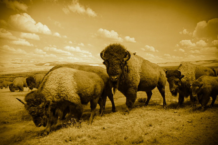 Bison, Bison bison