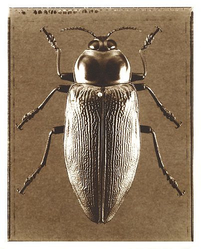 Giant Jewel Beetle